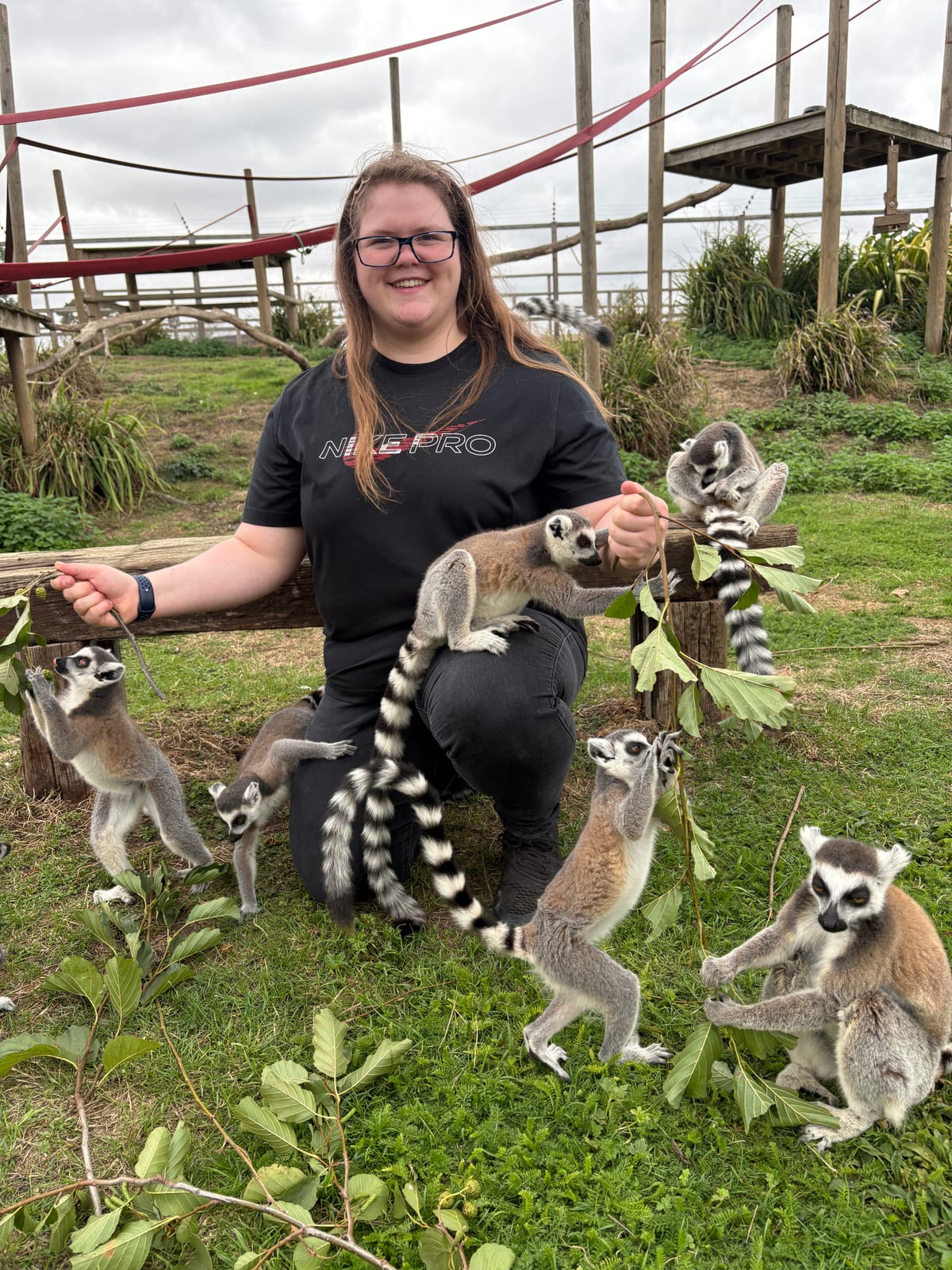 Bex meeting ring-tailed lemurs